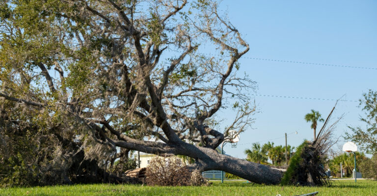 Who Pays When A Neighbor’s Declining Tree Falls Into Your California Yard?