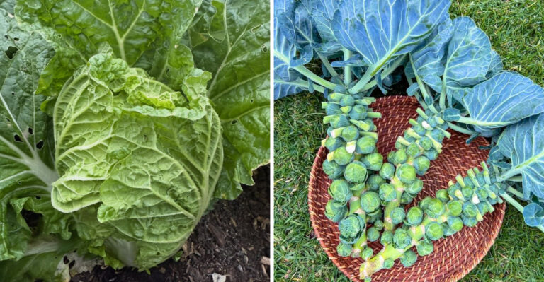 These Vegetables Can Still Be Planted In Georgia During September