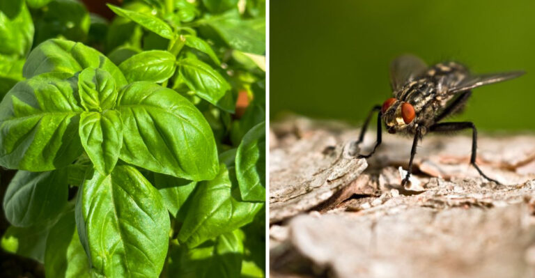 This Simple Herb Could Be The Secret To A Fly-Free Virginia Yard
