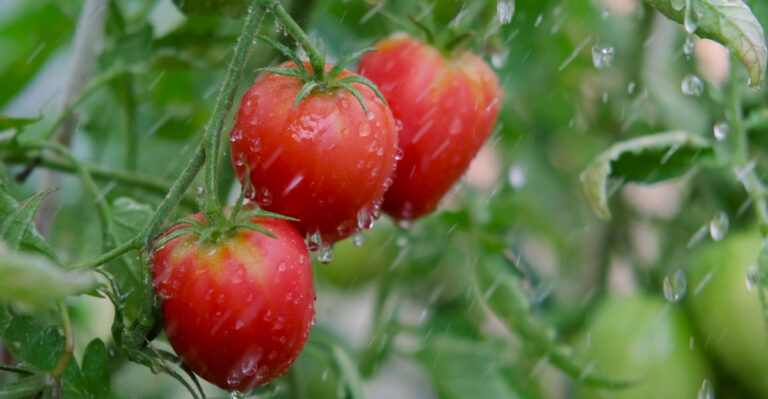 Does Monsoon Rain Really Mean You Can Skip Watering Your Arizona Garden?
