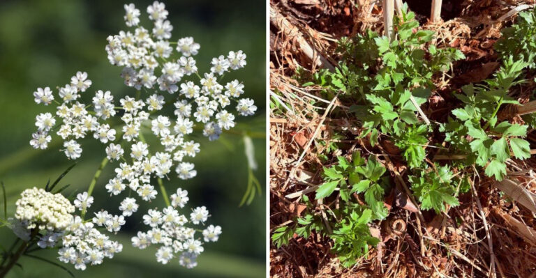 Cool-Season Herbs Georgia Gardeners Should Start From Seed In September