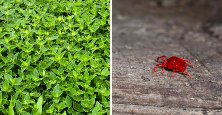 Where To Find Chiggers In West Virginia Yards And How They Differ From Ticks