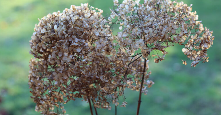 The Hydrangea Flower Heads Oregon Gardeners Should Leave On Through Fall