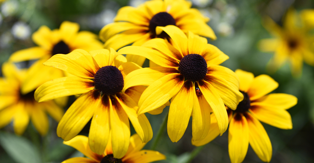 black eyed susan