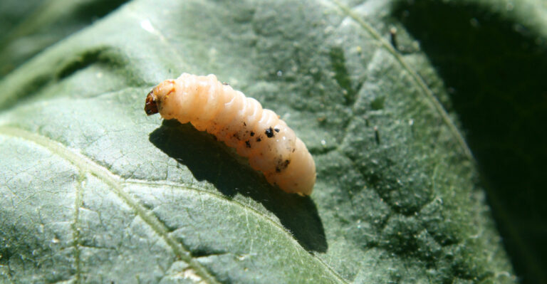 Squash vine borer