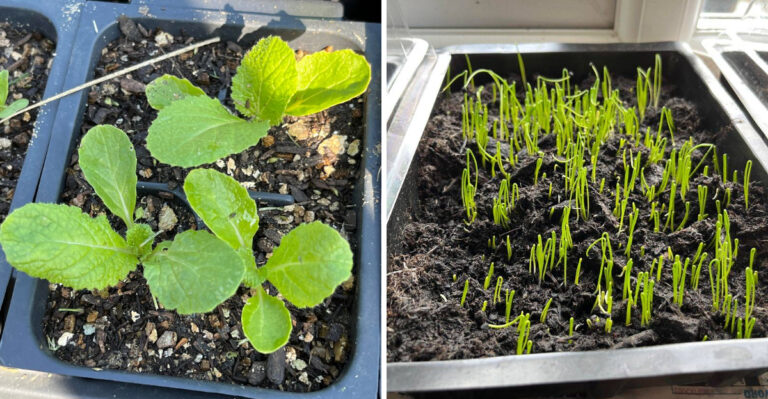The Last Georgia Vegetables You Can Plant Before The August Window Closes