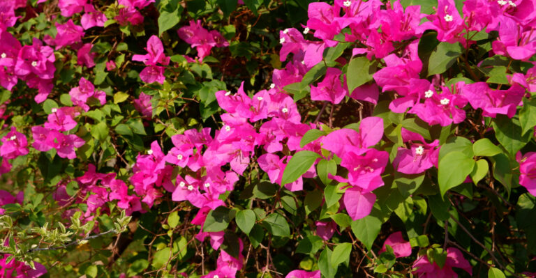 Bougainvillea (featured image)
