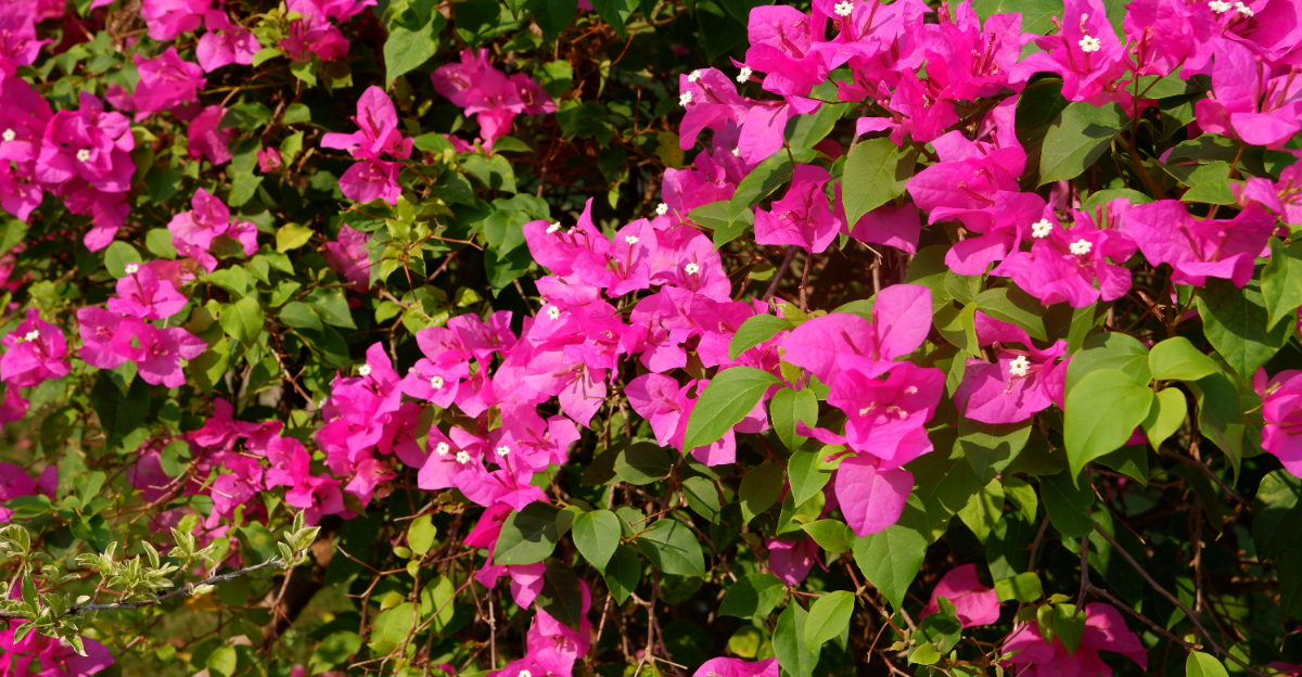 Bougainvillea (featured image)