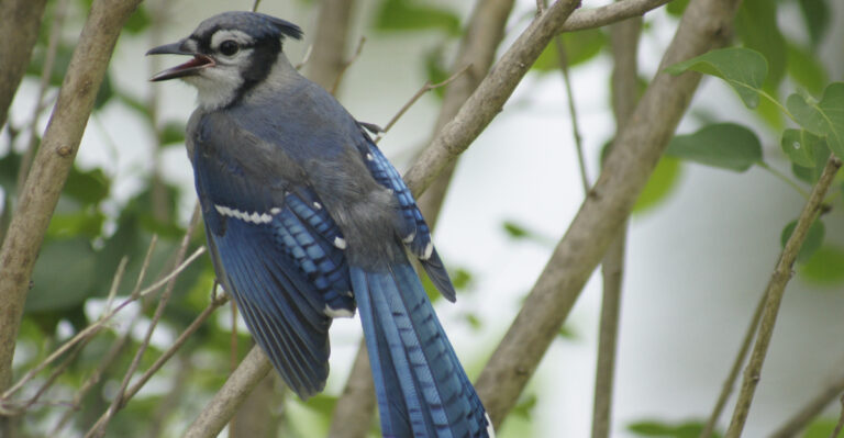 What It Means When A Blue Jay Keeps Screaming In Your Pennsylvania Yard