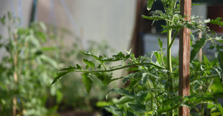 The Hidden Reasons Illinois Tomato Plants Droop During The Hottest Part Of Summer