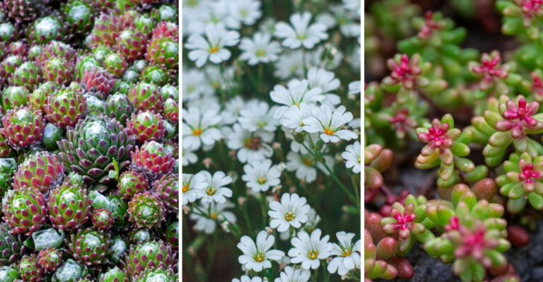 21 Heat-Loving Ground Covers That Thrive And Spread All Summer