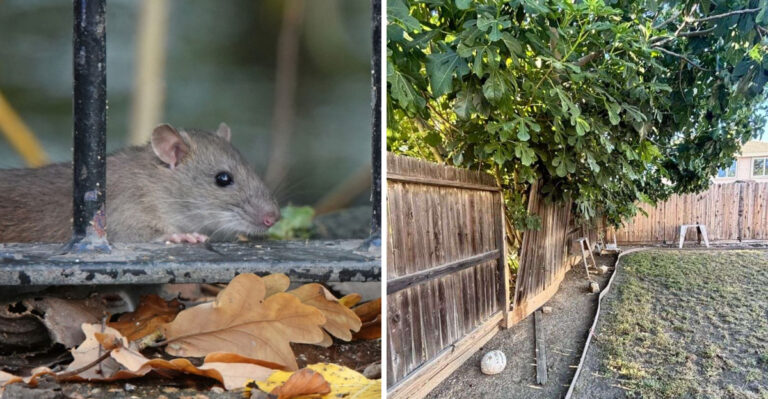 The Fruit Tree Habit That Keeps Rats Coming Back To California Yards