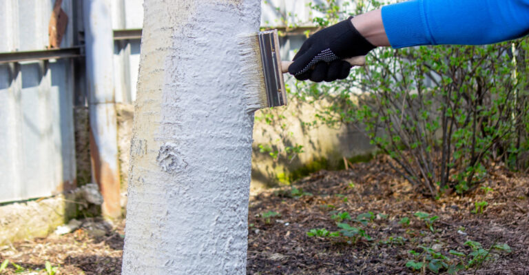 California Gardeners Keep Making This Tree Trunk Paint Mistake