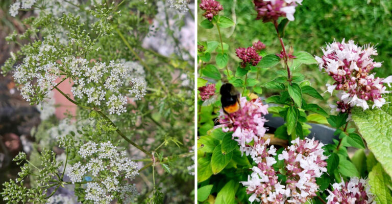 Florida Herbs That Attract Beneficial Insects (And What That Does To The Thrip Population)
