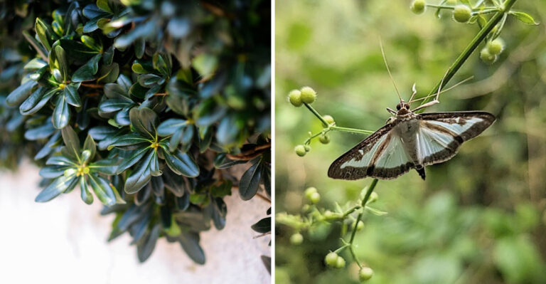 A Moth With A Taste For One Very Specific Massachusetts Shrub Just Jumped To A New Zip Code
