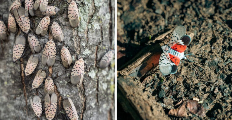 The Colorful Bug Spreading Across Northern Kentucky Right Now Isn’t As Pretty As It Looks