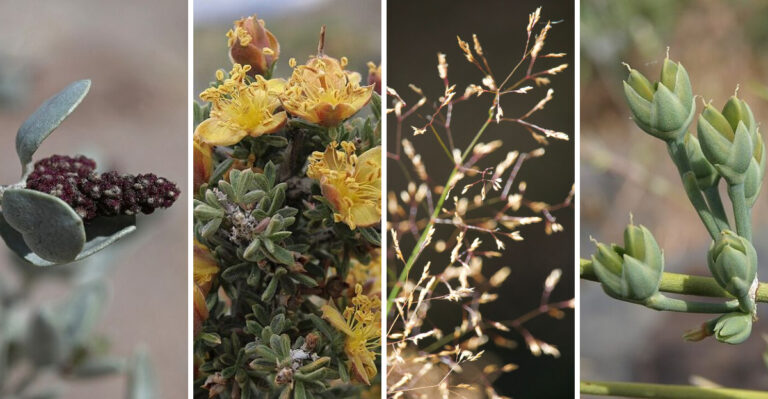 8 Overlooked Plants Holding Nevada’s High Desert Together
