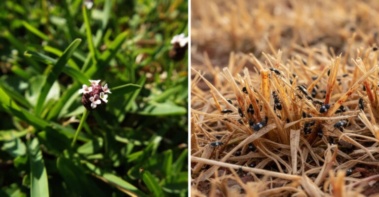 The Most Underrated Texas Native That Helps Keep Chinch Bugs Out Of Backyards
