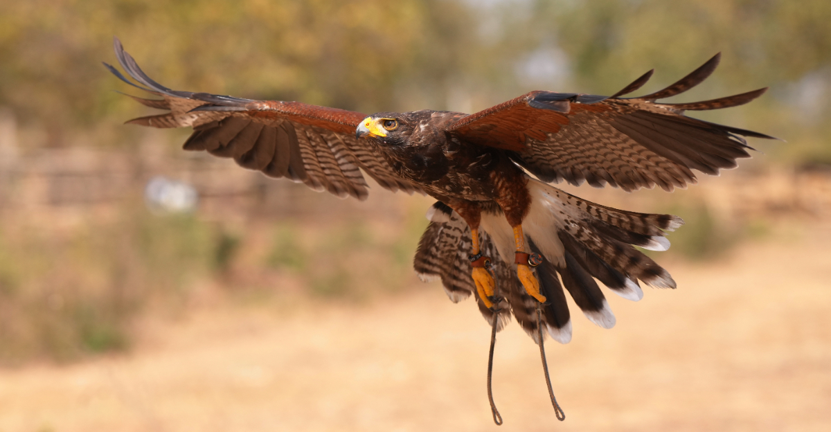 Harris's Hawk (featured image)