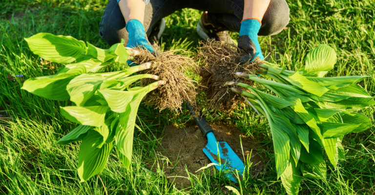 Can You Actually Divide Massachusetts Hostas In Summer?