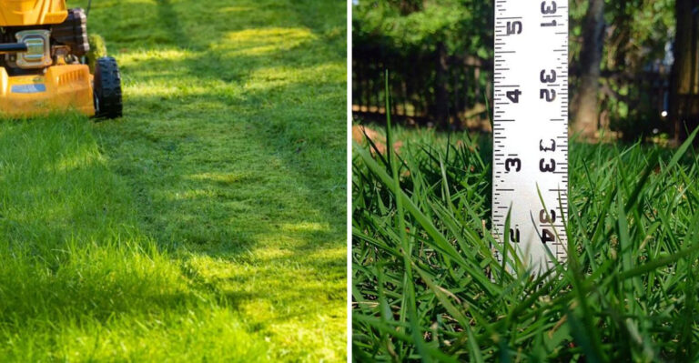 grass care