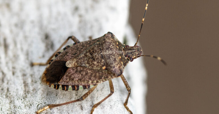 Why Shield-Shaped Insects Gather On West Virginia Siding In Late Summer