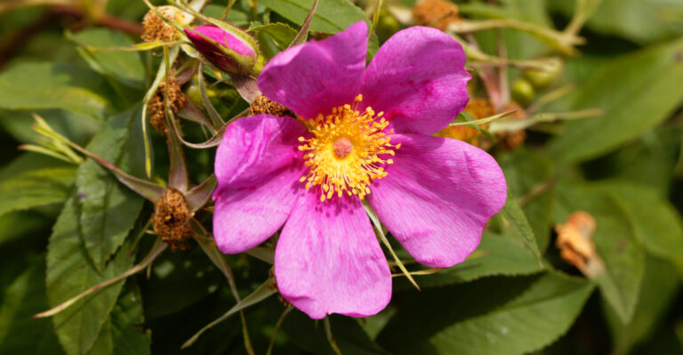 carolina rose (featured image)