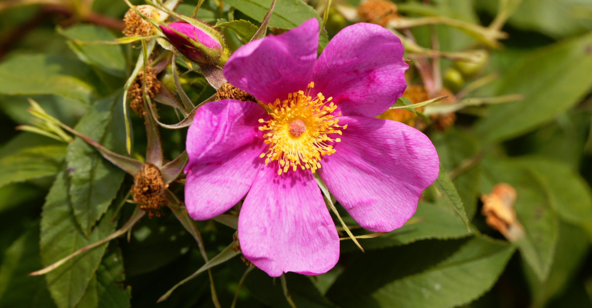 carolina rose (featured image)