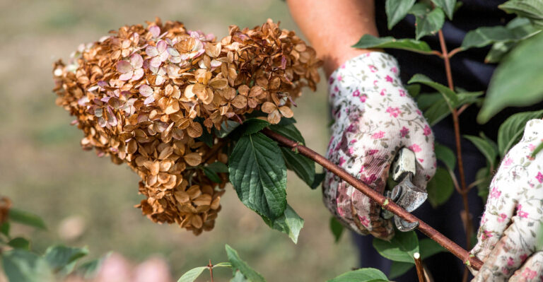 What Happens If You Prune Oregon Hydrangeas Too Late In The Season