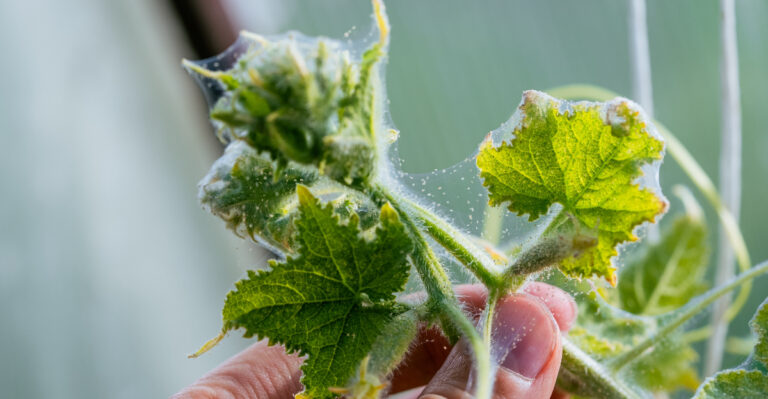 Why Arizona Gardeners Should Never Ignore These Spider Mite Signs