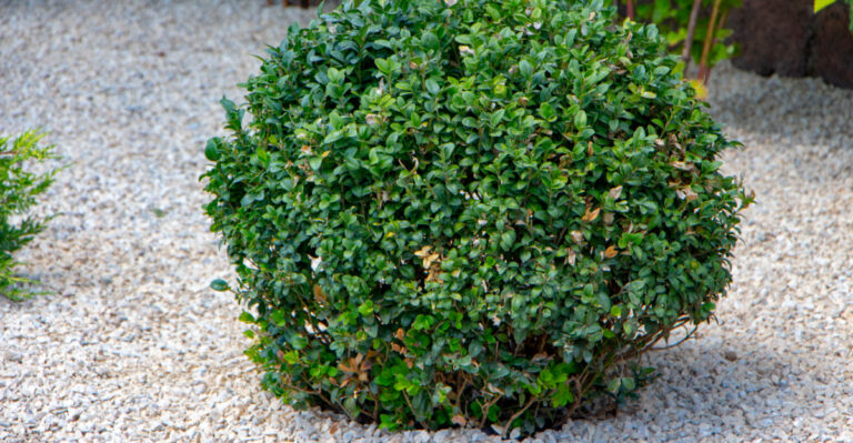Boxwood (featured image)