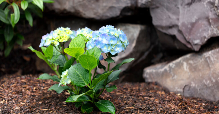 Protect Your Maryland Hydrangeas By Avoiding These August Mistakes
