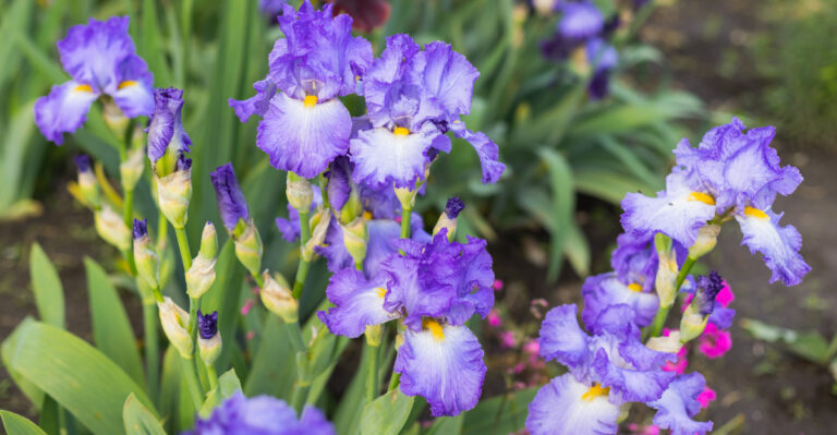 bearded iris