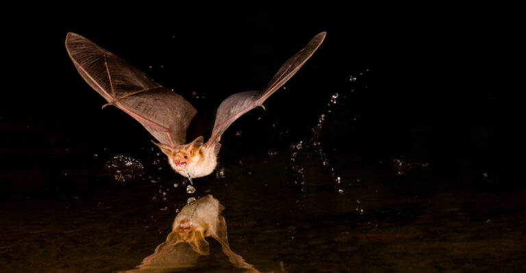 Bat (featured image)