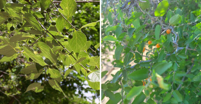 Most Arizona Homeowners Overlook This Native Shade Tree