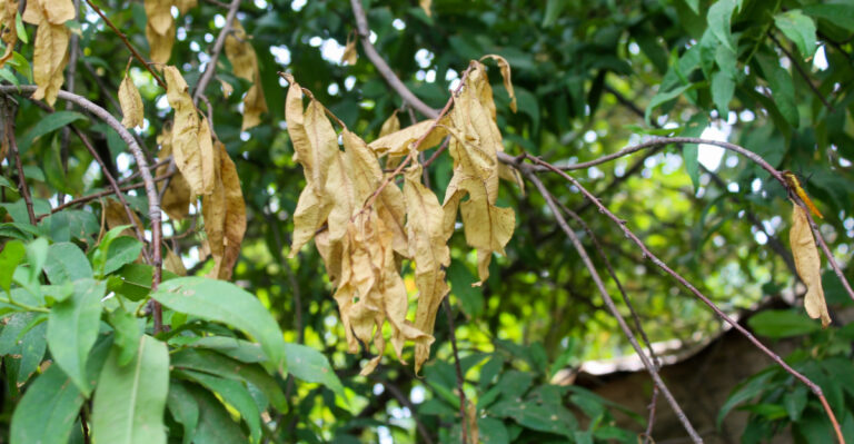 tree leaf drop