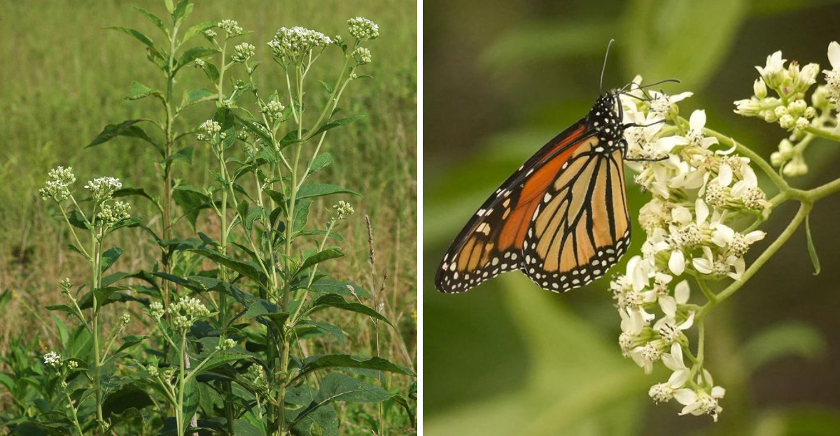Butterfly on frostweed