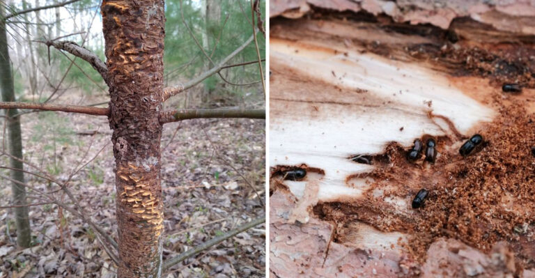 A Silent Threat Is Pushing One Of Idaho’s Most Recognizable Trees Toward A Tipping Point