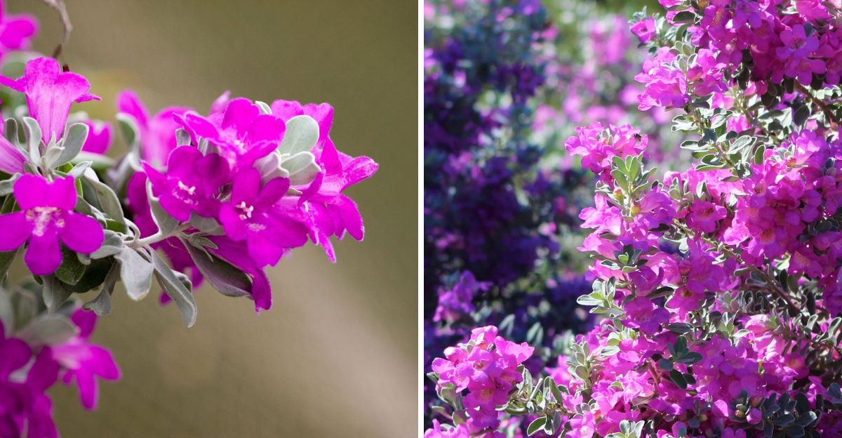 texas sage
