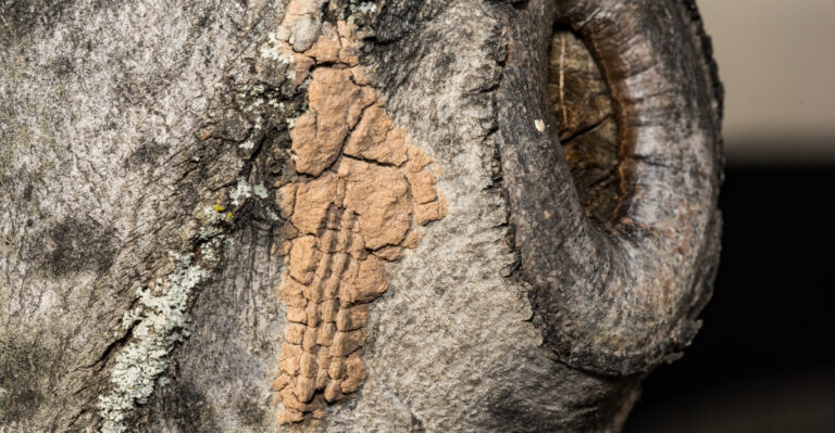 This Is The Invasive Insect About To Cover Pennsylvania Trees In Egg Masses
