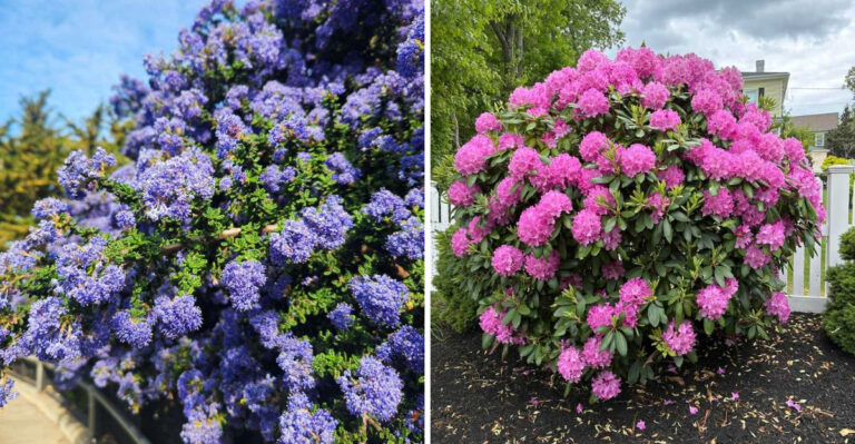 These Oregon Flowering Shrubs Give You The Hydrangea Look Without The Summer Drama