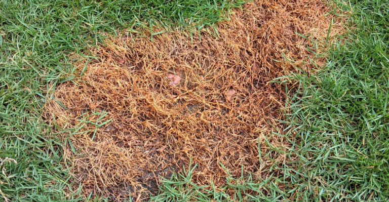 lawn brown spot