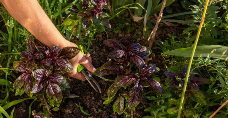 cutting purple basil