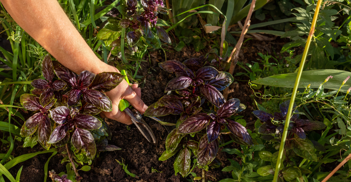 cutting purple basil