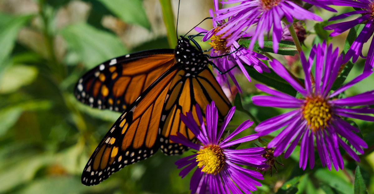 monarch on aster