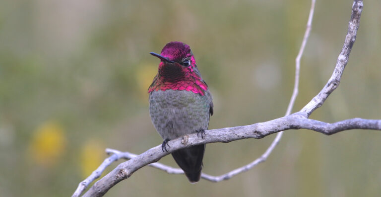Anna's Hummingbirds (featured image)