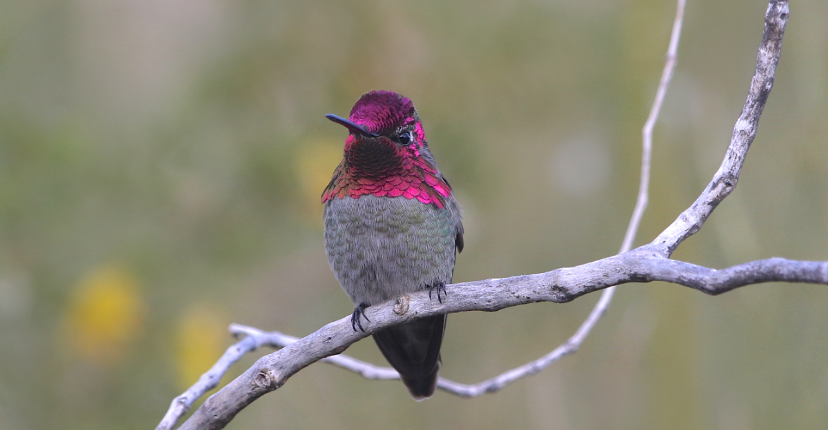 Anna's Hummingbirds (featured image)