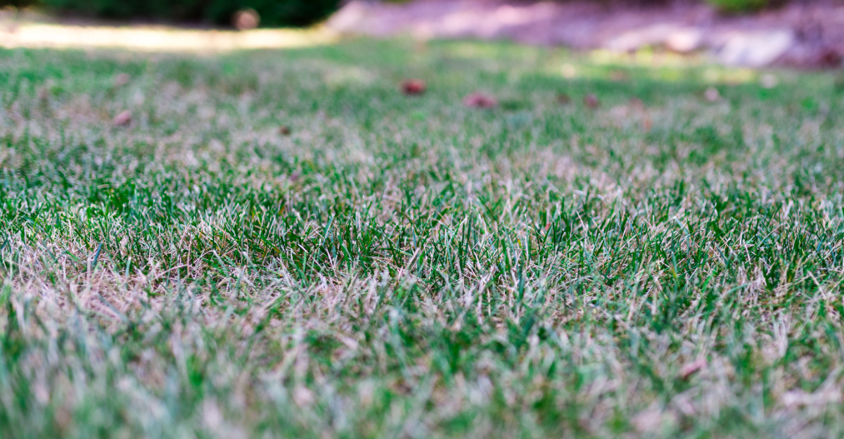 stressed lawn grass