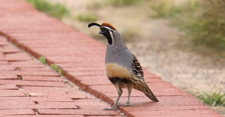 What It Means When Quail Suddenly Return To Your Arizona Yard
