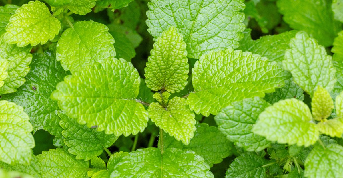 lemon balm (featured image)